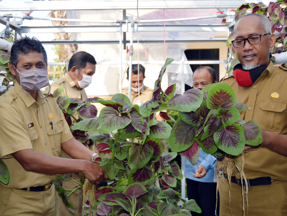 Alhamdulilah Panen Bayam Batik hidroponik
