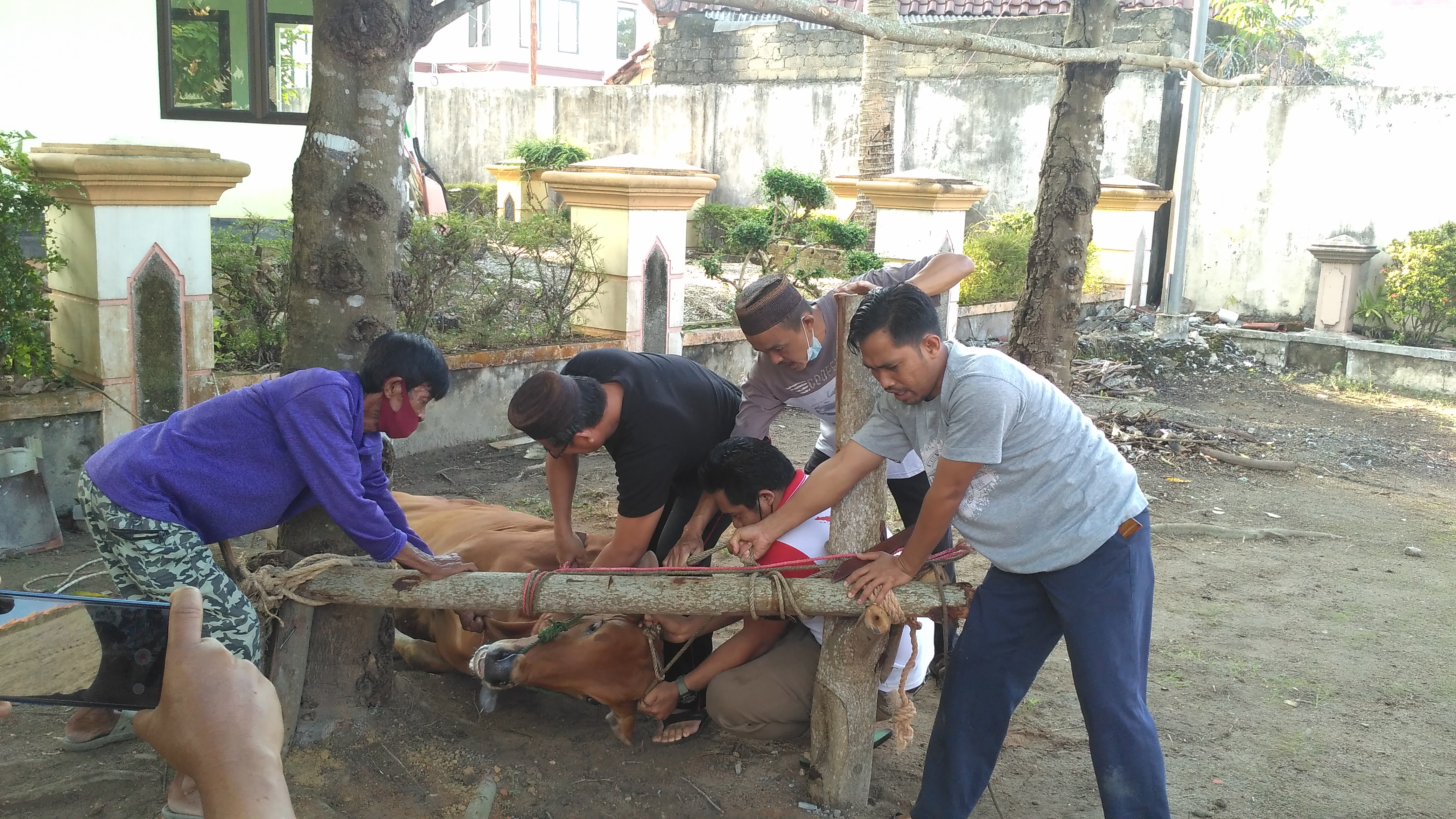Penyembelihan Hewan Qurban Badan Kesbangpol Prov. Babel