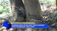 Embedded thumbnail for Gubernur Minta Petani Karet Bentuk Asosiasi